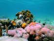 Photo: Photo of a colorful coral reef Photo of a colorful coral reef