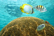 Tropical fish above brain coral