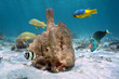 Photo: Tube sponge with colorful tropical fishes Tube sponge with colorful tropical fishes