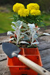 Spring Planting Marigolds and Dusty Millers
