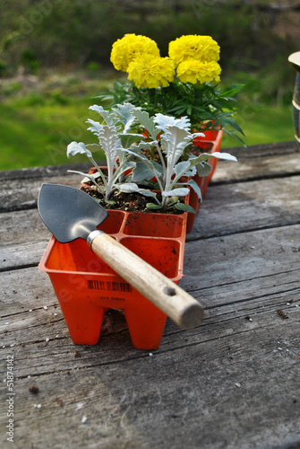 Photo: Planting Yellow Marigolds and Dust Millers Planting Yellow Marigolds and Dust Millers