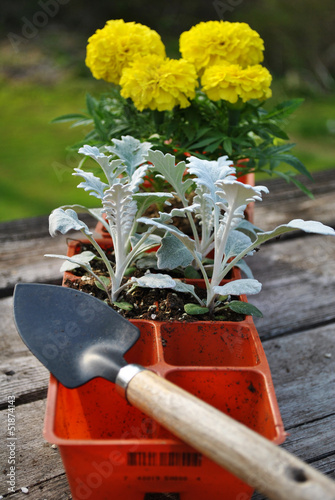 Photo: Spring Planting Marigolds and Dusty Millers Spring Planting Marigolds and Dusty Millers