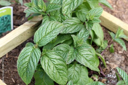 Photo: menthe menthe
