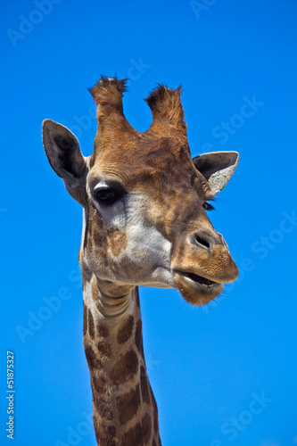 Photo: Portrait of giraffe Portrait of giraffe