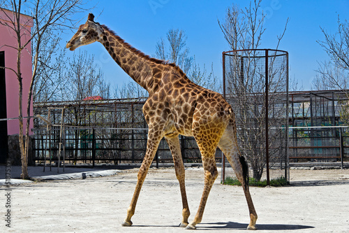 Photo: Portrait of giraffe Portrait of giraffe