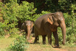elephants