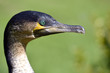 Foto: Portrait of Great Cormorant Portrait of Great Cormorant