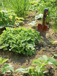Zitronenmelisse (Melissa officinalis)