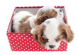 puppies cavalier king charles