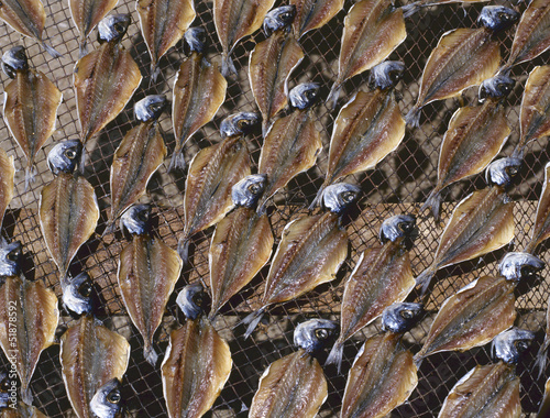 Photo: Drying stockfish Drying stockfish
