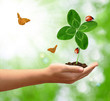 Clover quarterfoil in hand