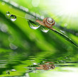 Snail on dewy grass