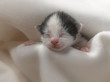 kitten