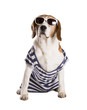 Dog in studio