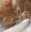 Foto: kitten kitten