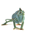 canvas print picture - Chamaeleo calyptratus