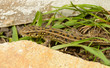 Lizard