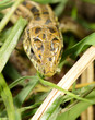 Lizard
