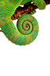Chamäleon