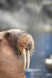 Walrus
