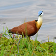 african jacana
