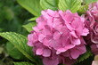 Inflorescence