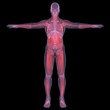 X-Ray picture of a person. Sore digestion
