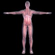 X-Ray picture of a person. Sore digestion
