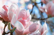 Photo: Flowers of magnolia close up on a background of the sky Flowers of magnolia close up on a background of the sky