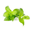 Menta fresca