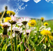 Foto: Gänseblümchen und Löwenzahn Gänseblümchen und Löwenzahn
