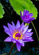 Nymphaea