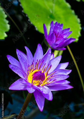 Photo: Nymphaea Nymphaea