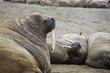 Walrus rookery