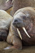 Walrus rookery
