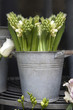 Photo: Beautiful white hyacinth flower in a vintage bucket for sale Beautiful white hyacinth flower in a vintage bucket for sale