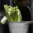 Beautiful white hyacinth flower in vintage bucket for sale