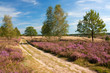 Photo: Weg durch Heidelandschaft, Lüneburger Heide Weg durch Heidelandschaft, Lüneburger Heide