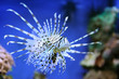 Red lionfish