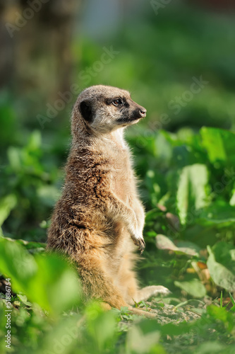 Photo: Meerkat Meerkat