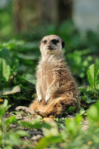 Photo: Meerkat Meerkat