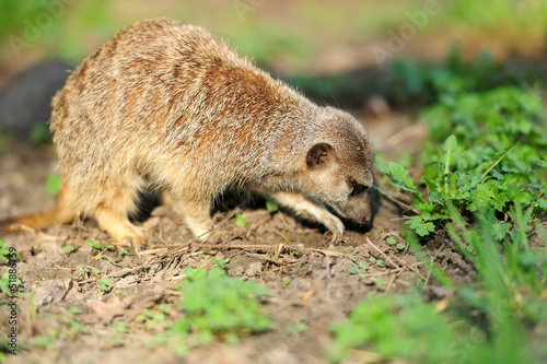 Photo: Meerkat Meerkat