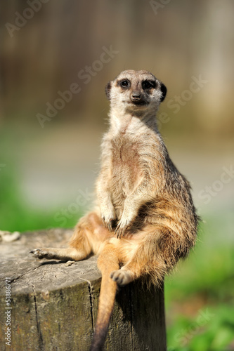 Photo: Meerkat Meerkat