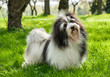 Cute Havanese dog in a beautiful sunny grassy field