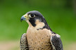 Peregrine Falcon (Falco peregrinus), aka Duck Hawk