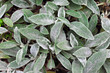 Stachys leaves background