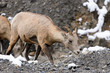Photo: Bighorn Sheep Bighorn Sheep