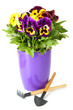 Beautiful pansies flowers isolated on a white