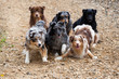 sechs Aussies