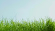 Grass